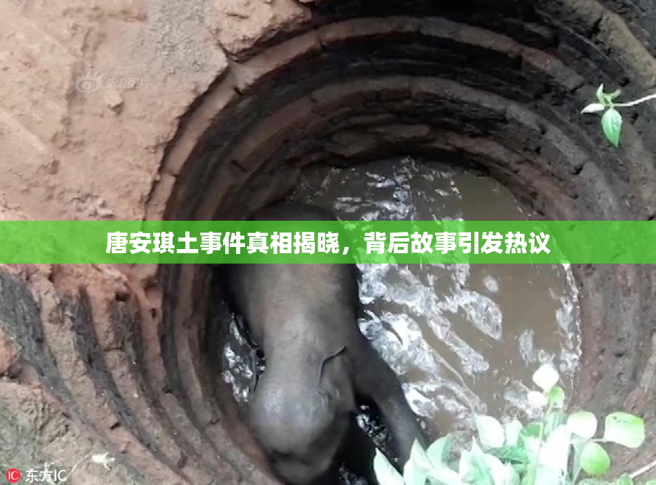 唐安琪土事件真相揭晓，背后故事引发热议
