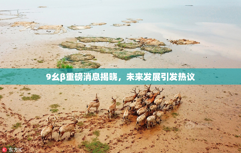 9幺β重磅消息揭晓，未来发展引发热议