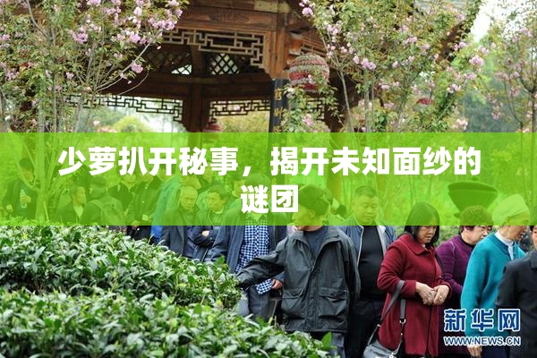 少萝扒开秘事，揭开未知面纱的谜团