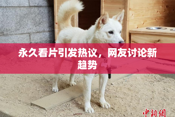 永久看片引发热议，网友讨论新趋势