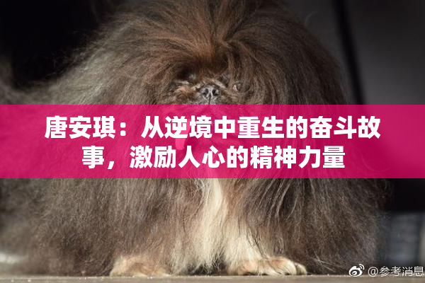 唐安琪：从逆境中重生的奋斗故事，激励人心的精神力量