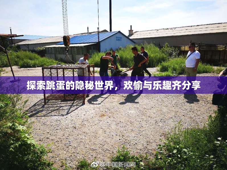 探索跳蛋的隐秘世界，欢愉与乐趣齐分享