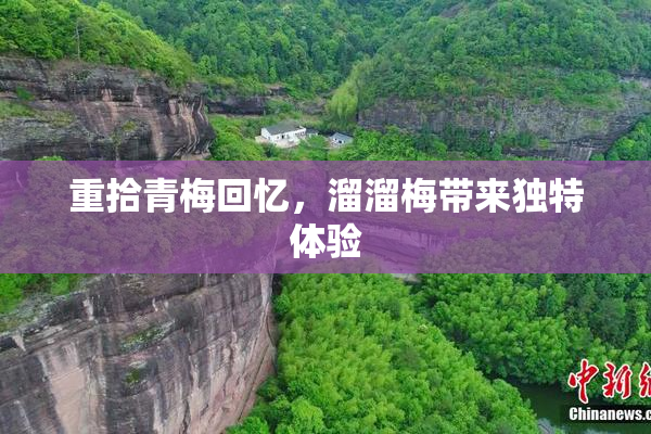 重拾青梅回忆，溜溜梅带来独特体验
