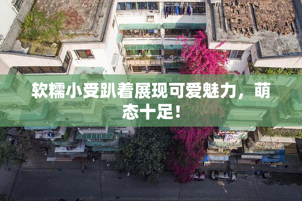 软糯小受趴着展现可爱魅力，萌态十足！