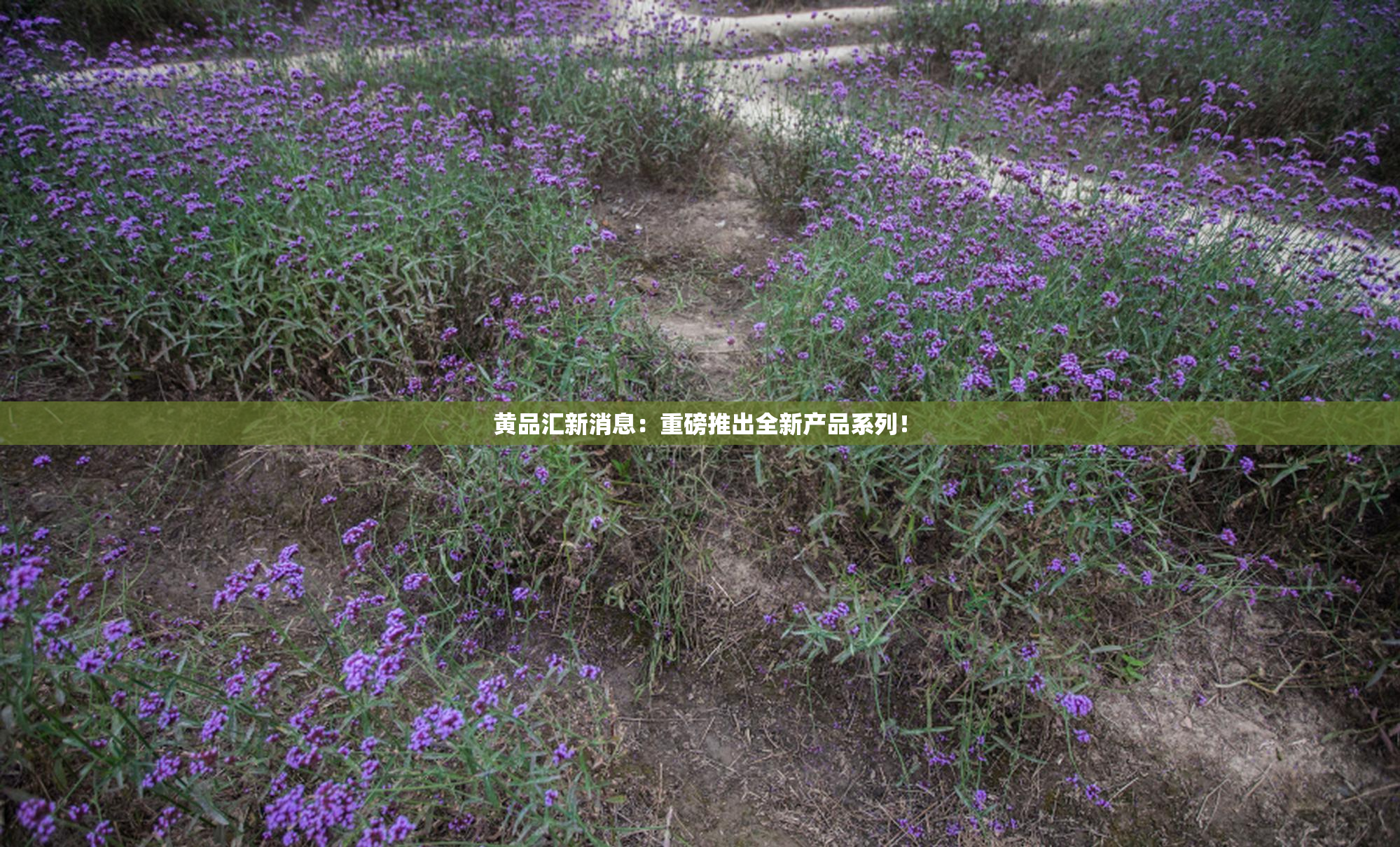 黄品汇新消息：重磅推出全新产品系列！