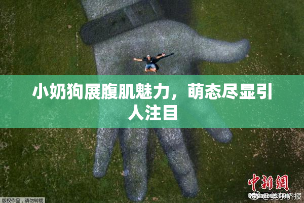 小奶狗展腹肌魅力，萌态尽显引人注目