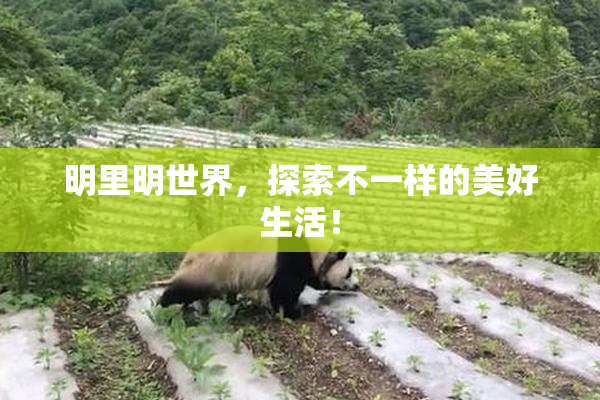 明里明世界，探索不一样的美好生活！