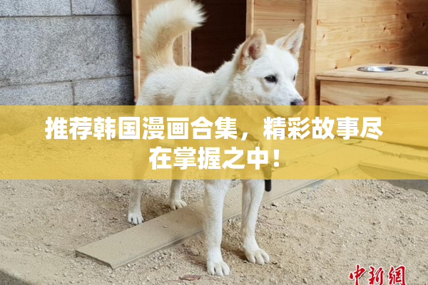 推荐韩国漫画合集，精彩故事尽在掌握之中！