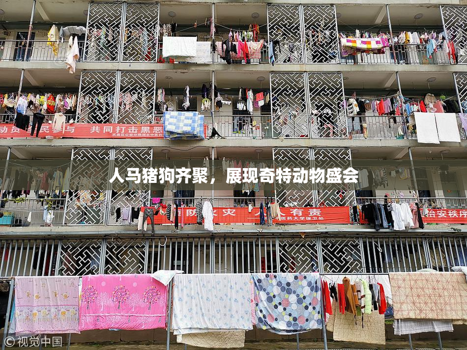 人马猪狗齐聚，展现奇特动物盛会