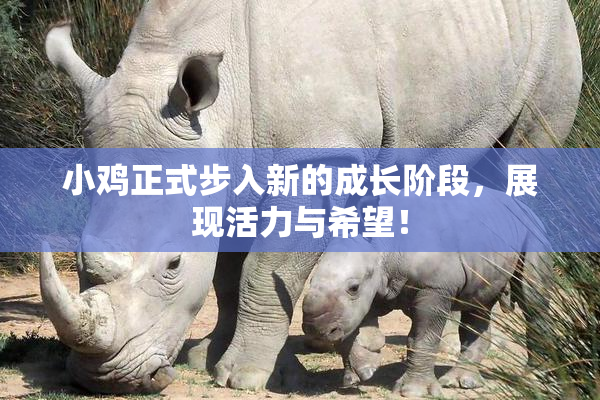 小鸡正式步入新的成长阶段，展现活力与希望！