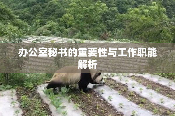 办公室秘书的重要性与工作职能解析
