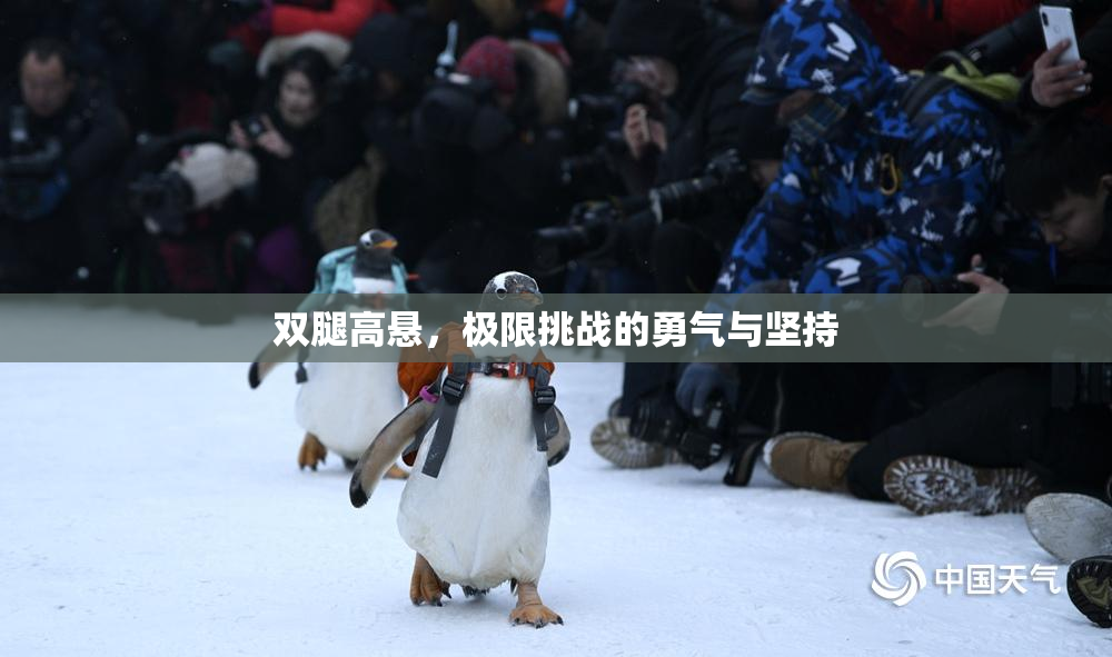 双腿高悬，极限挑战的勇气与坚持