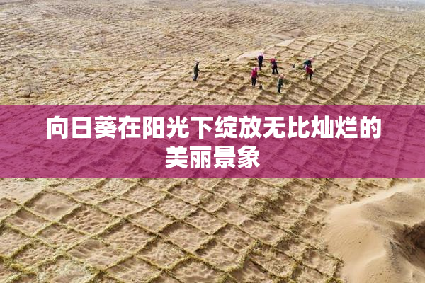 向日葵在阳光下绽放无比灿烂的美丽景象