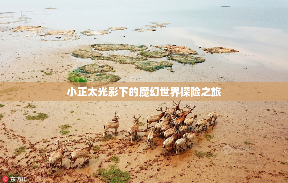 小正太光影下的魔幻世界探险之旅