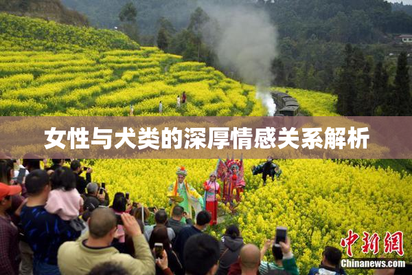 女性与犬类的深厚情感关系解析