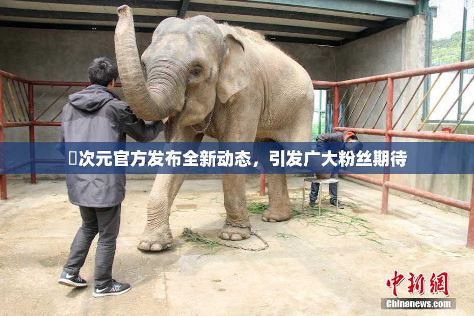 囧次元官方发布全新动态，引发广大粉丝期待
