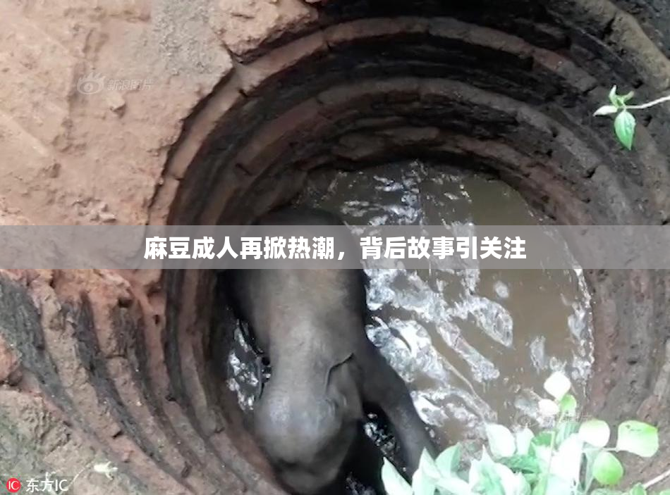 麻豆成人再掀热潮，背后故事引关注
