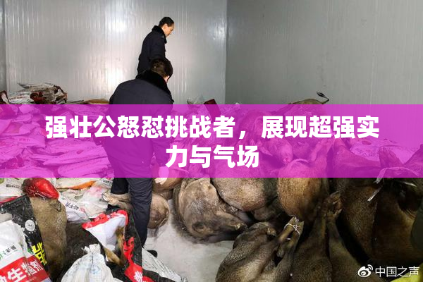强壮公怒怼挑战者，展现超强实力与气场