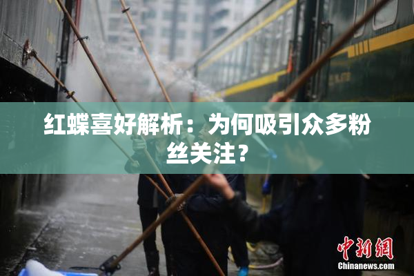 红蝶喜好解析：为何吸引众多粉丝关注？