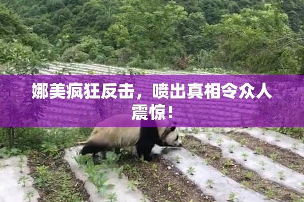 娜美疯狂反击，喷出真相令众人震惊！