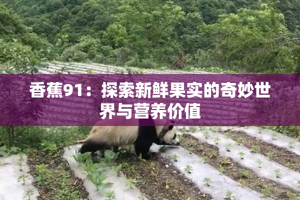香蕉91：探索新鲜果实的奇妙世界与营养价值