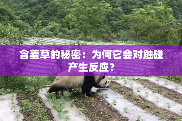 含羞草的秘密：为何它会对触碰产生反应？