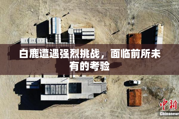 白鹿遭遇强烈挑战，面临前所未有的考验