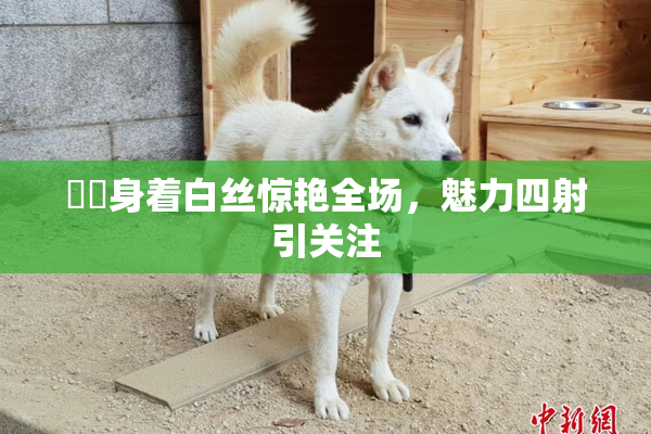 妺妺身着白丝惊艳全场，魅力四射引关注