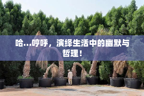 哈…哼呼，演绎生活中的幽默与哲理！