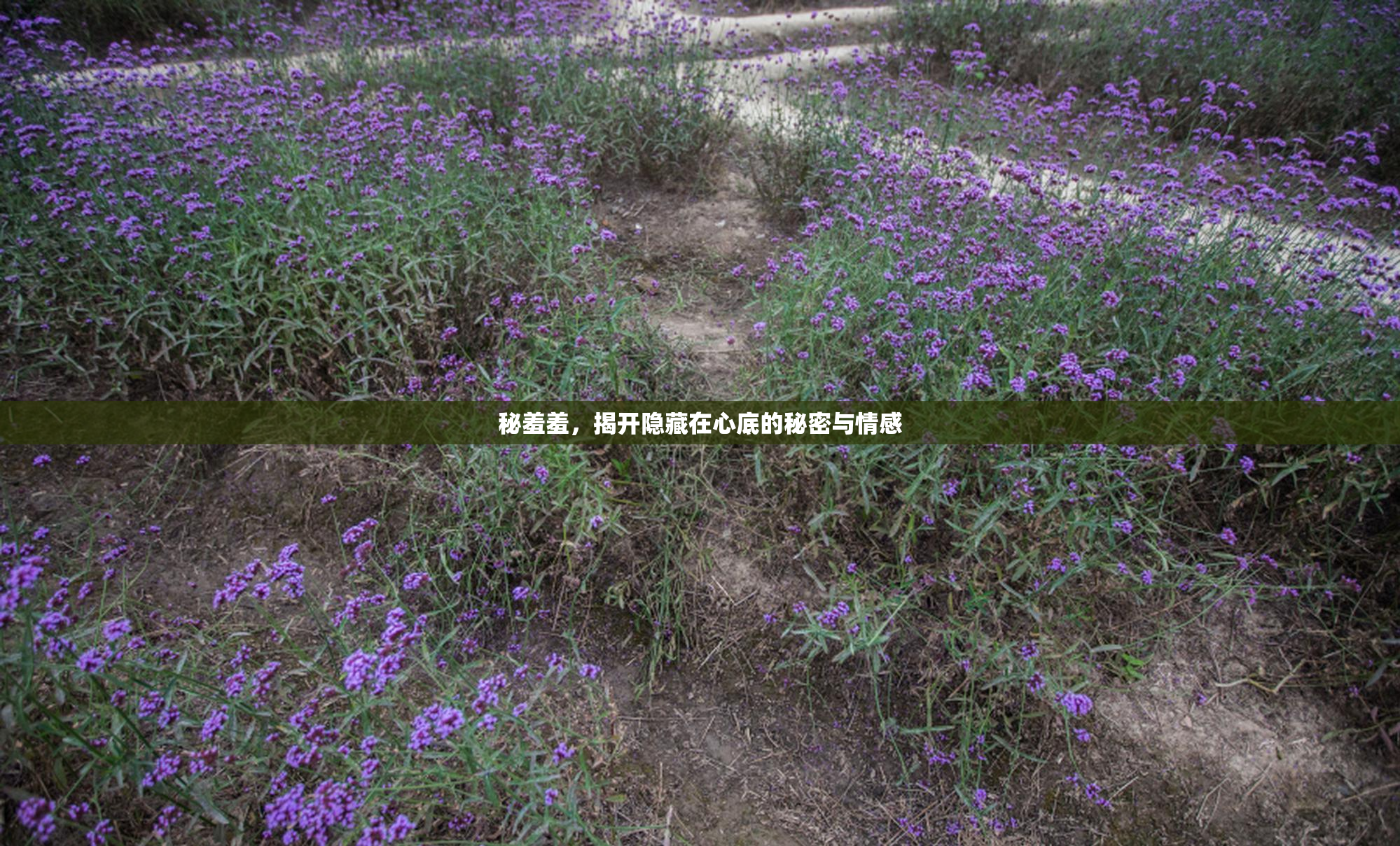 秘羞羞，揭开隐藏在心底的秘密与情感