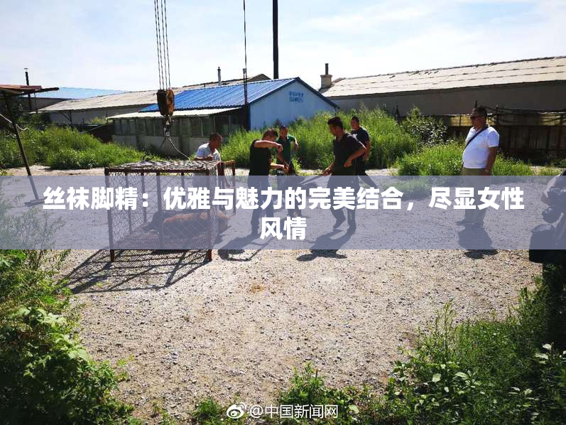 丝袜脚精：优雅与魅力的完美结合，尽显女性风情