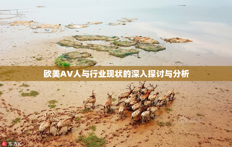 欧美AV人与行业现状的深入探讨与分析