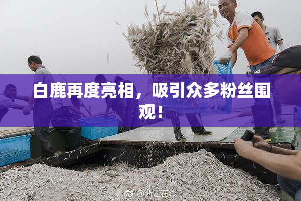白鹿再度亮相，吸引众多粉丝围观！