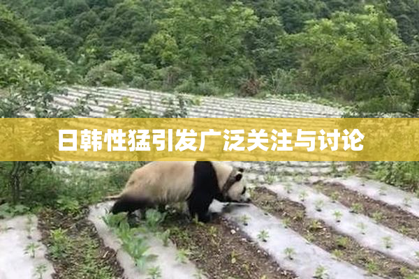 日韩性猛引发广泛关注与讨论