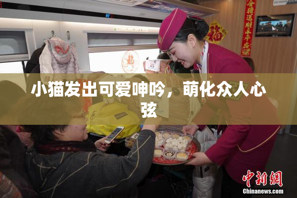 小猫发出可爱呻吟，萌化众人心弦