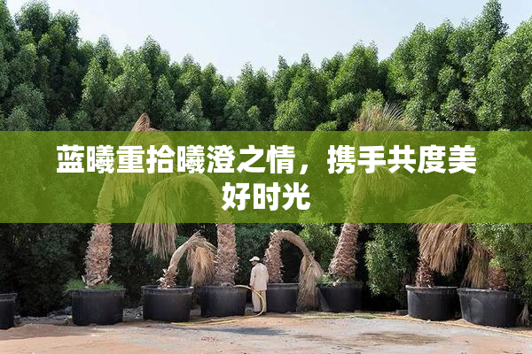 蓝曦重拾曦澄之情，携手共度美好时光