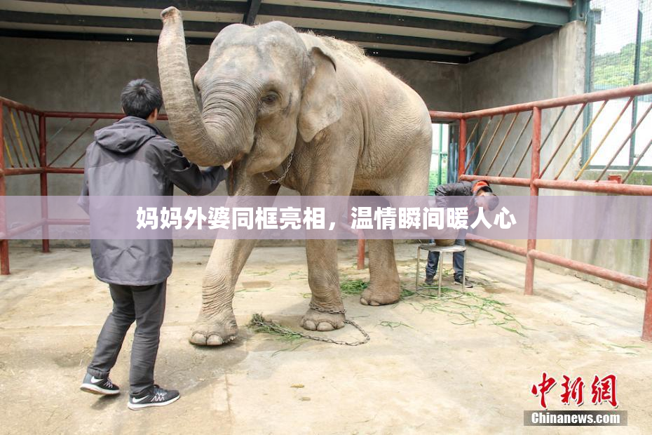 妈妈外婆同框亮相，温情瞬间暖人心