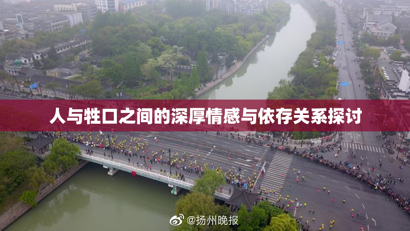 人与牲口之间的深厚情感与依存关系探讨