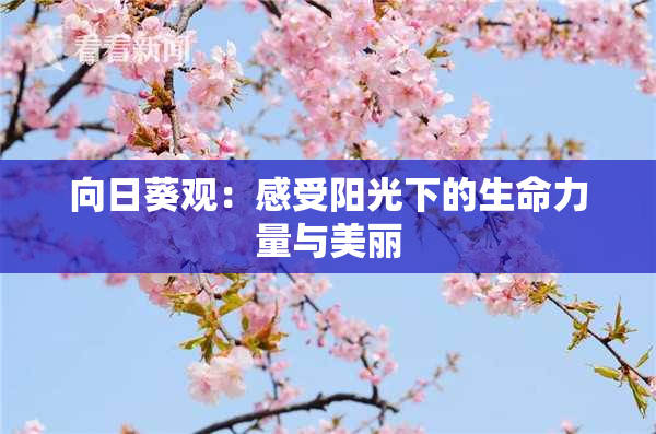 向日葵观：感受阳光下的生命力量与美丽