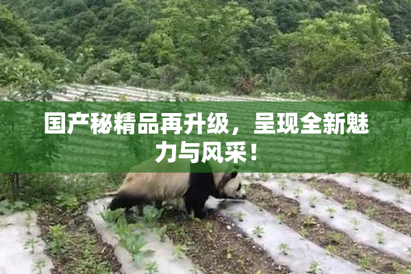 国产秘精品再升级，呈现全新魅力与风采！