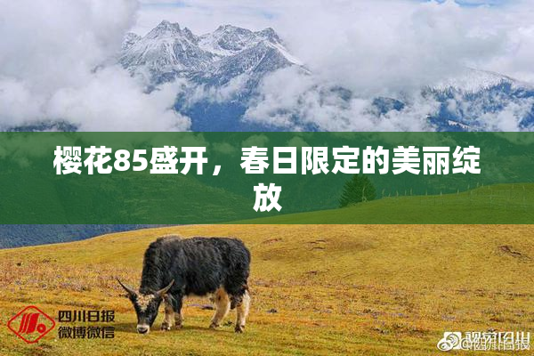 樱花85盛开，春日限定的美丽绽放