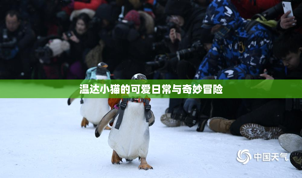 温达小猫的可爱日常与奇妙冒险