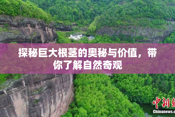 探秘巨大根茎的奥秘与价值，带你了解自然奇观