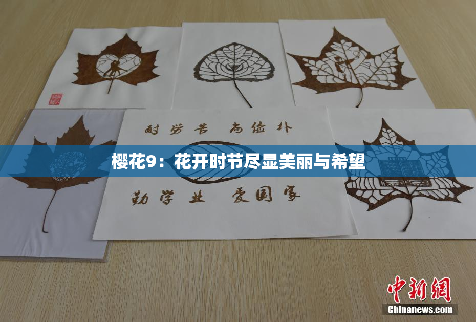 樱花9：花开时节尽显美丽与希望
