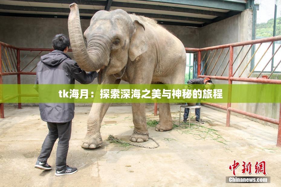 tk海月：探索深海之美与神秘的旅程