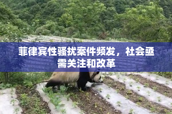 菲律宾性骚扰案件频发，社会亟需关注和改革
