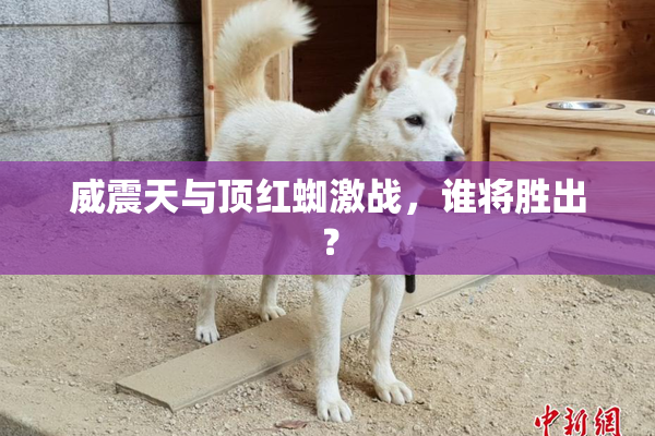 威震天与顶红蜘激战，谁将胜出？