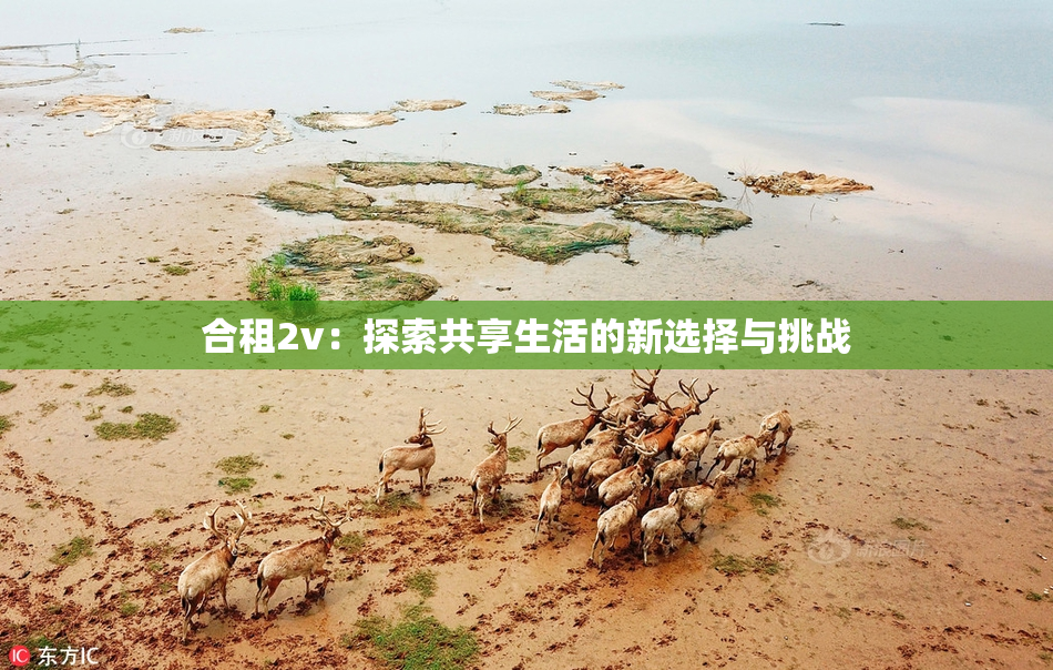 合租2v：探索共享生活的新选择与挑战