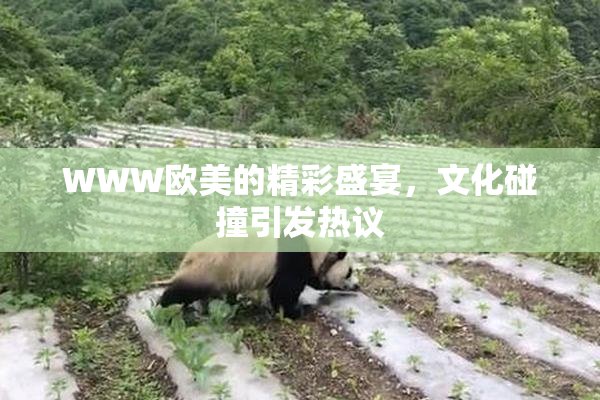 WWW欧美的精彩盛宴，文化碰撞引发热议
