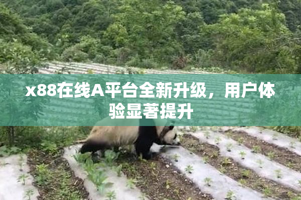 x88在线A平台全新升级，用户体验显著提升